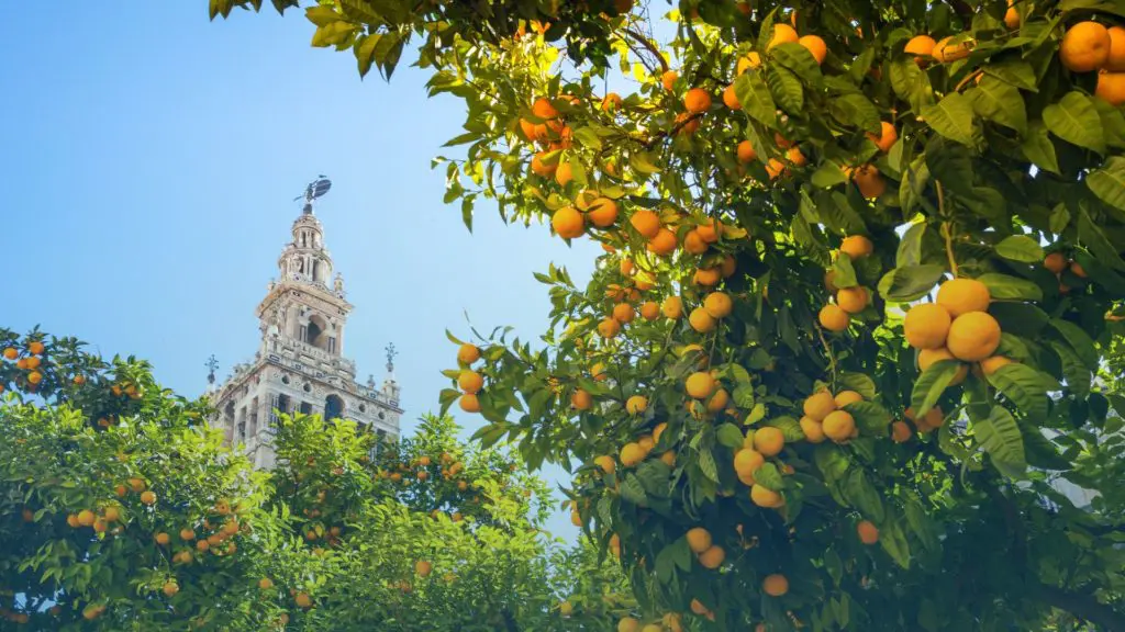 bolsas de interinos de auxiliar de la junta de andalucia